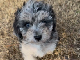 Poochon Puppy – Alpharetta