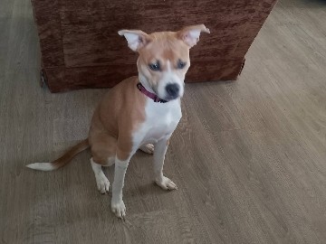 Whippet – rehome – Prince Edward