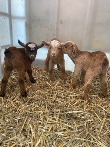new born baby goats