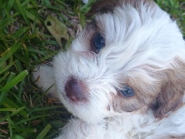 Mixed Breed – adorable Jack Russell peekapoo puppies – Hallsboro