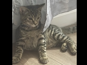 Bengal – 4 Month Old Female Bengal Kitten Rehoming – Bensalem