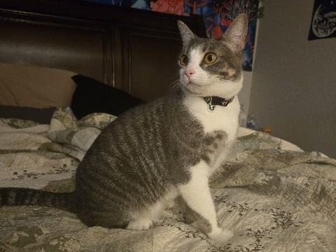 American Shorthair – 1 Year old Socialable Female Kitty – Irving