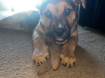 Mixed Breed – Loving sweet puppy – Marquez
