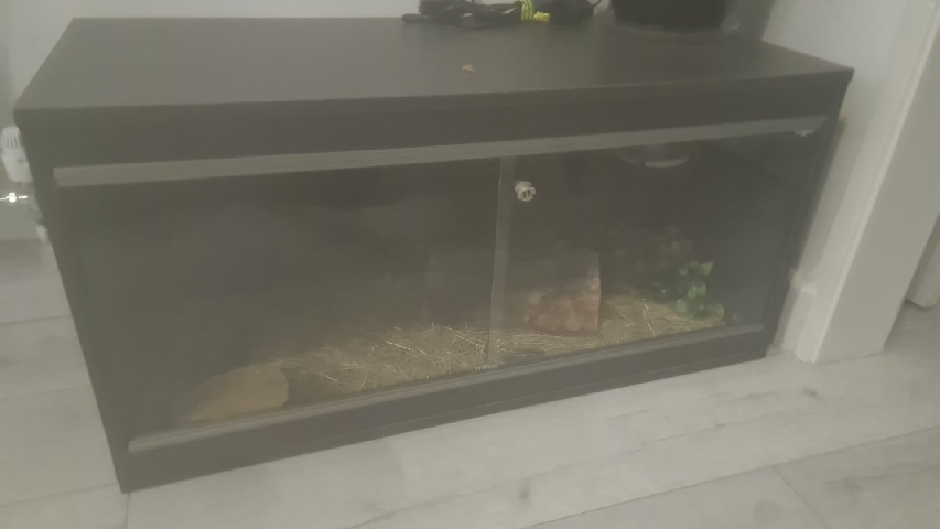 tortoise