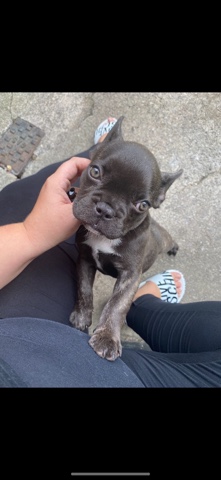 French Bulldog – Frenchie girl puppy