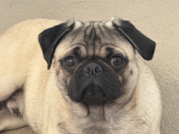 Pug – Spoiled, not so behave and love treats so much – Palacios