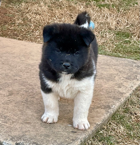 Akita Pups (Oreo)