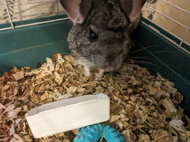 Any – chinchilla needs new home
