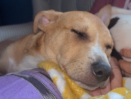 American Pit Bull Terrier – 🐾 Fun and Healthy Dog Looking for a Loving Hom – Des Moines