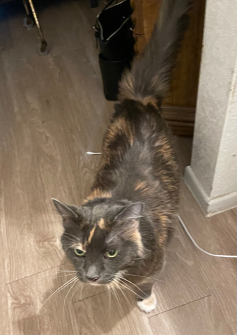 Persian (Traditional) – Precious the cat