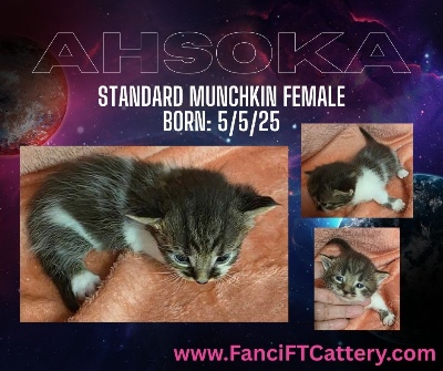 Munchkin - Munchkin Female AHSOKA available for adoption in Dallas