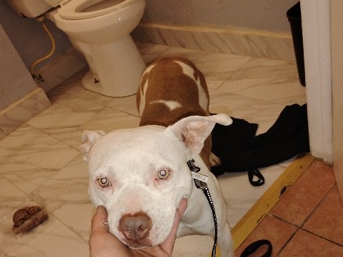 American Staffordshire Terrier – puppy needs a good home American Staffordshire Terrier – Las Vegas