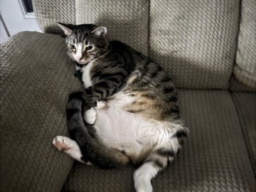 free cat adopt – Fayetteville