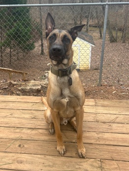 Belgian Shepherd Dog (Malinois) – Malinois/GSD