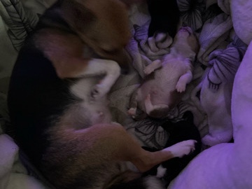 Mixed Breed - half  Chihuahua half  Jack Russell available for adoption in Woodford Green