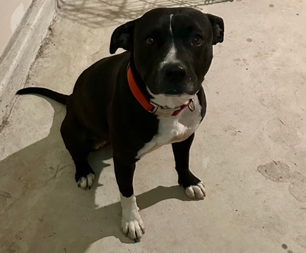 American Pit Bull Terrier – Pitbull mix looking for a forever home