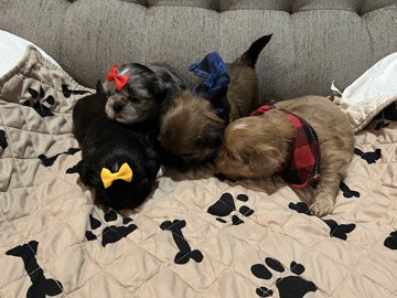 Shih Tzu - Shihtzu Puppies  available for adoption in Chicago