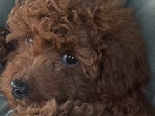 Goldendoodle – happy girl Goldendoodle – Fresno