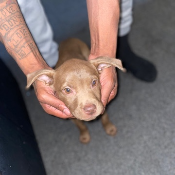 Brown Pit