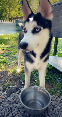 Siberian Husky – Beautiful 7 month old male