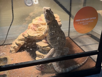 Bearded Dragon – Friendly 1-Year-Old Bearded Dragon for Sale in Alton – Alton