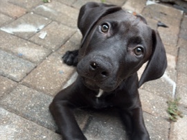 Mixed Breed – Doberman pitbull puppy – Tampa