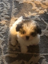 Shih Tzu – female puppy 8 weeks