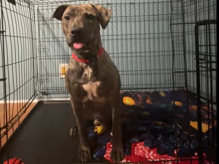 American Pit Bull Terrier – ‼️URGENT‼️Rehoming for Gallagher(VAN BUREN COUNTY MI – Bangor