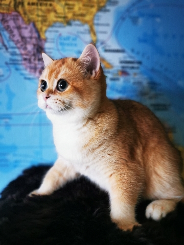 British Shorthair – Bri bsh ny12