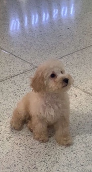 Poodle – Puppy for sale