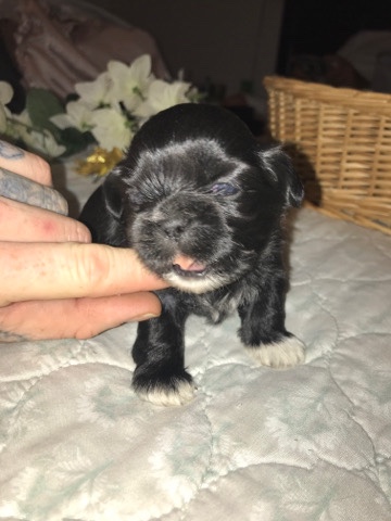 Shih Tzu – ROO- purebred Shih tzu male puppy