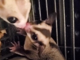 squirrel – Sugar Gliders