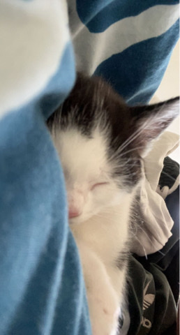 selling kitten