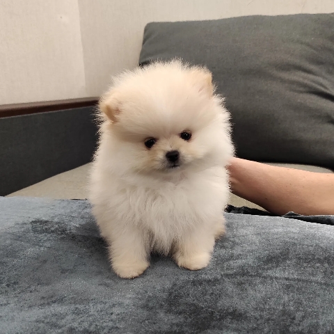 Pomeranian – Tcup Pomeranian Puppies