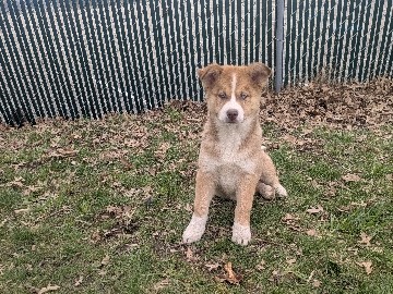 Siberian Husky – Husky puppies – Reynoldsburg