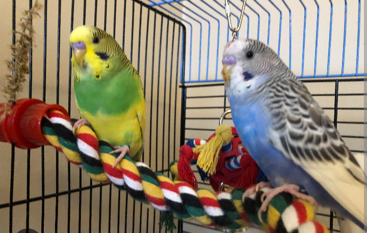 Parrotlet – two beautiful parakeet birds