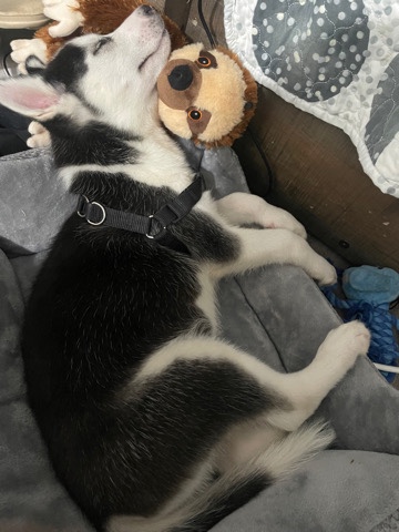 Labrador Husky – alaskan huski puppy for sale