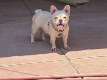 Bulldog – Frenchi fluffy platinum