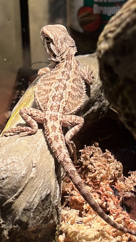 Baby Bearded Dragon