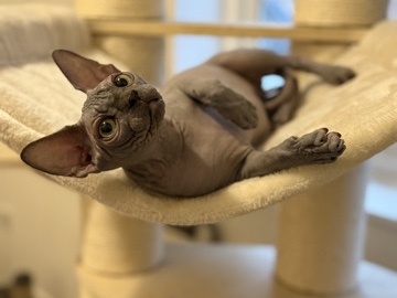 Sphynx – Sphynx – Chelmsford