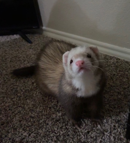 ferret – Ferret Needs new home