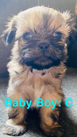 Shih Tzu – CKC Imperial Shihtzu’s