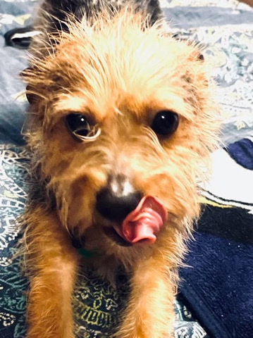 Yorkshire Terrier – Chorkie For Sale