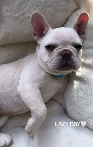 French Bulldog – kc registered frenchy