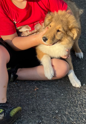 Rough Collie – collie Ruff pups
