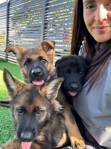 German Shepherd – DDR German Shepherd
