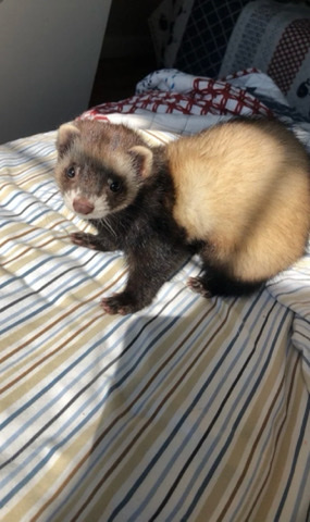 ferret – Make ferret needs new home!