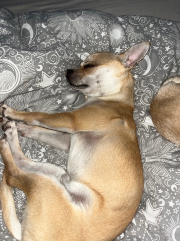 Chihuahua – male chihuahua