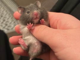Hamster – baby female Syrian hamster – Consett