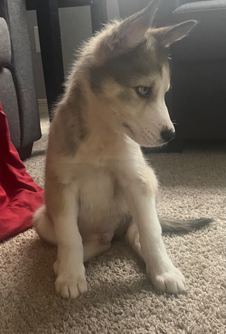 Siberian Husky – Dog for sale